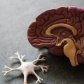 cerveau-synapse